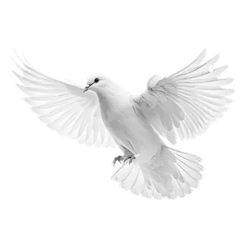 dove flying towards the left