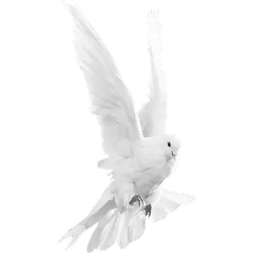 dove flying towards the right