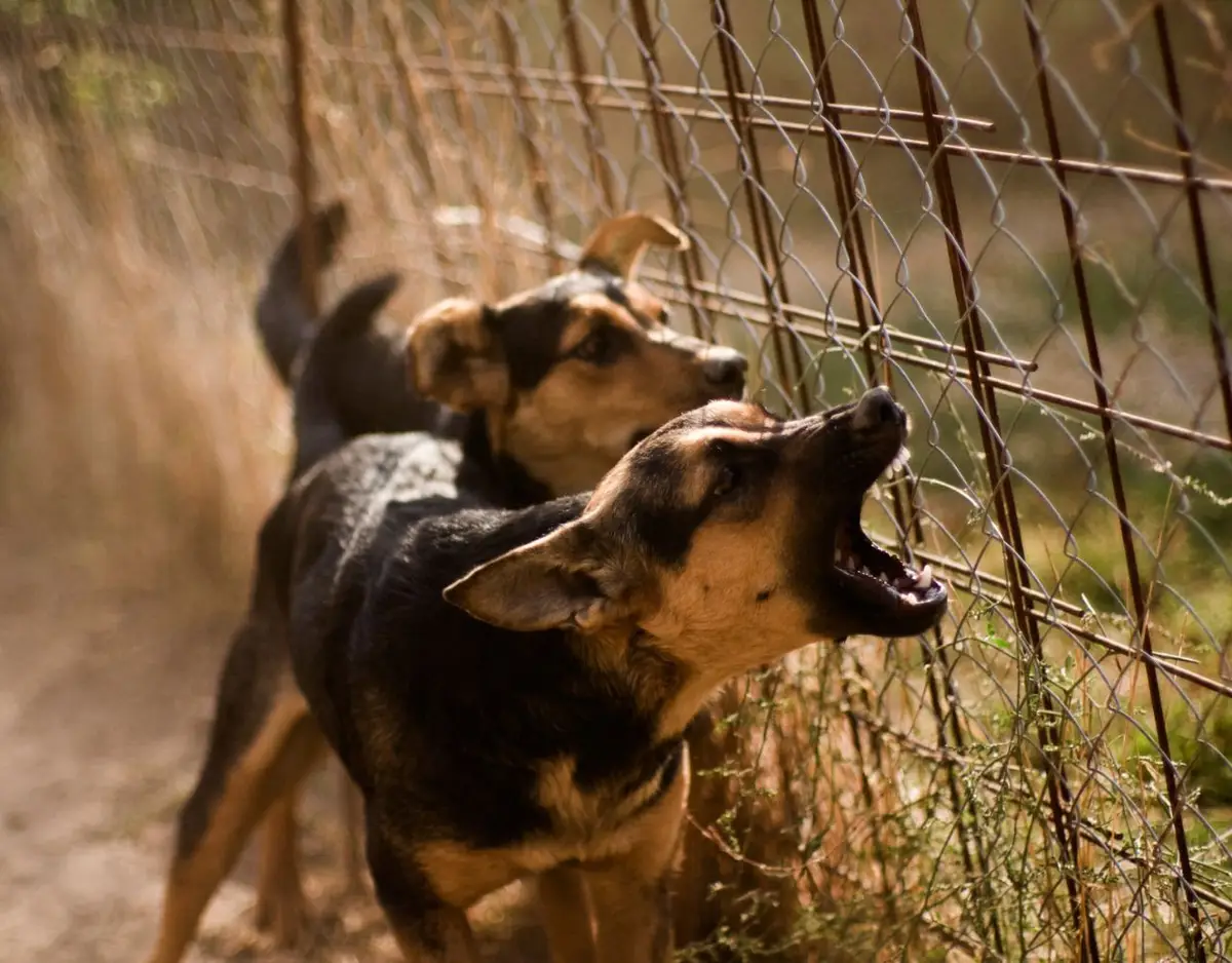 dogs barking at a fence