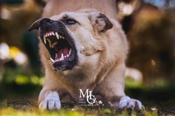 Warning-Signs-a-Dog-May-Bite-1.jpg